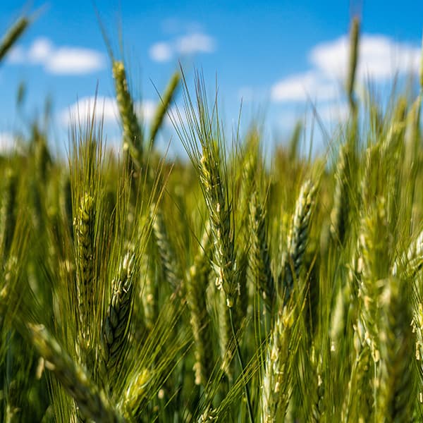 Grains and Cereal